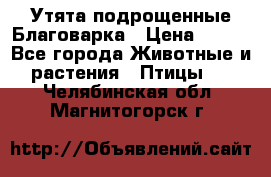 Утята подрощенные Благоварка › Цена ­ 100 - Все города Животные и растения » Птицы   . Челябинская обл.,Магнитогорск г.